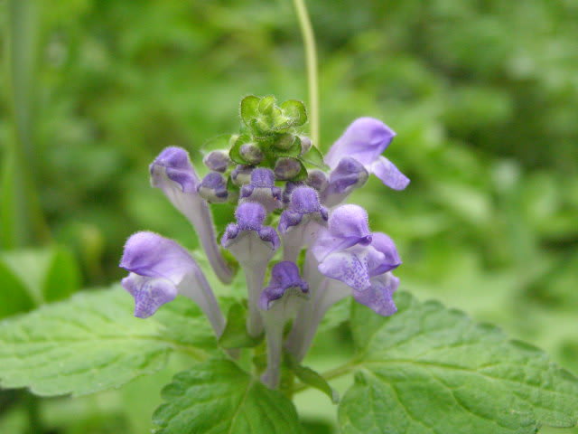 オカタツナミソウ 多摩ニュータウン植物記part1 オカタツナミソウ 多摩ニュータウン植物記part1