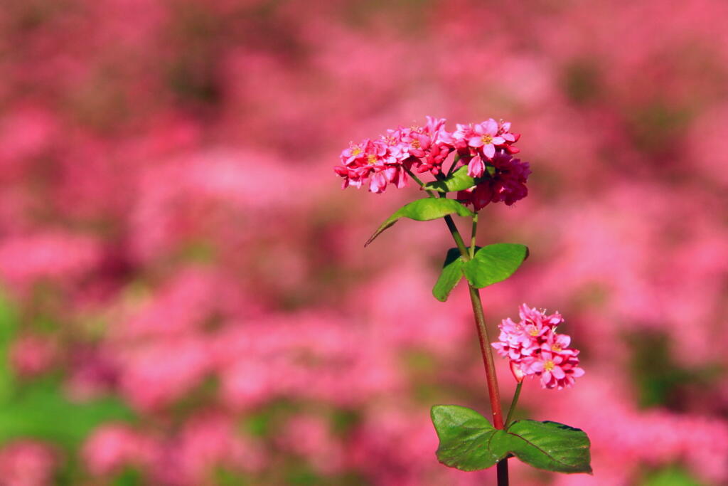 赤蕎麦 Ⅱの画像