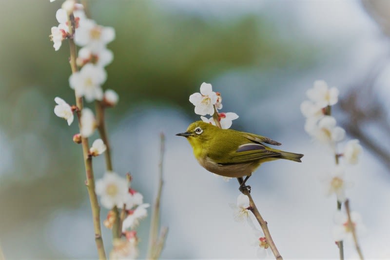 兼六園 梅林 梅にメジロ ウメジロー ウグイス 金沢から発信のブログ 風景と花と鳥など