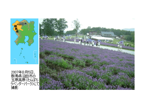 筑波山のふもとにも沼田…