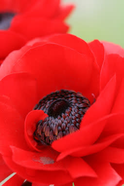 おばあちゃんの花畑 Makiのひとりごと おばあちゃんの花畑 Makiのひとりごと