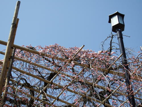 松本城枝垂れ桜