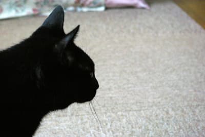 黒猫の横顔 みゅうたんと一緒 Miu S Diary 黒猫の横顔 みゅうたんと一緒 Miu S Diary