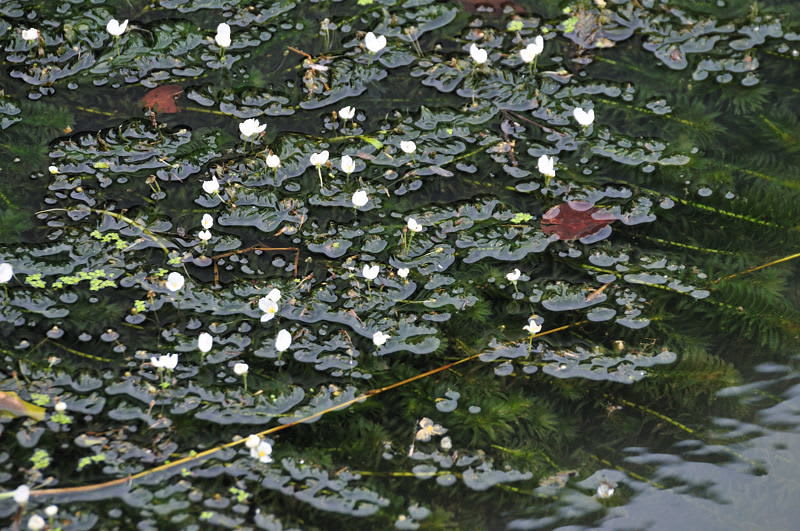 小川を流れる水中に咲いているのはアナカリスの白い花のようです Photo No レンズの向こうに Part２