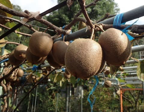 収穫したキウイフルーツを追熟 キウイが固い時に追熟する方法 りんごやバナナ等で甘く 柔らかくなる みどりの一期一会