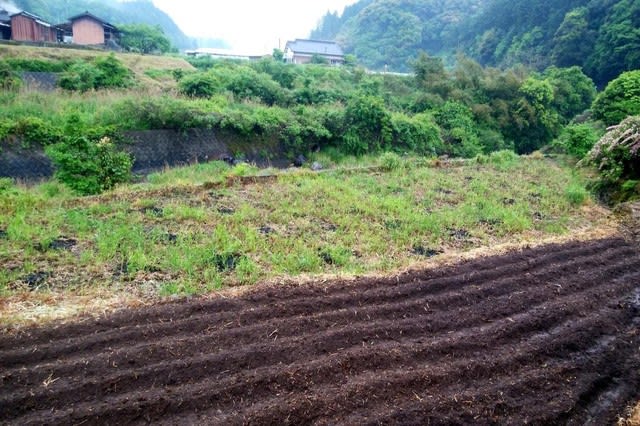 挑戦田舎暮らし 休耕田をコスモス畑へ ２年目 種まきをしました 再生可能エネルギーの普及活動