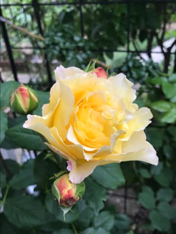 うちの庭唯一の黄色いバラ