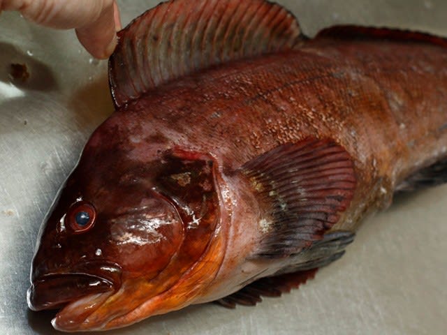 根魚を堪能す 酔い日は佳い日