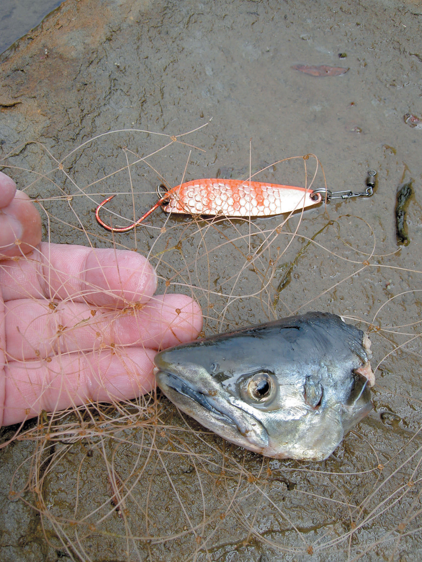 サクラマス密漁の川とオショロコマ オショロコマの森ブログ5