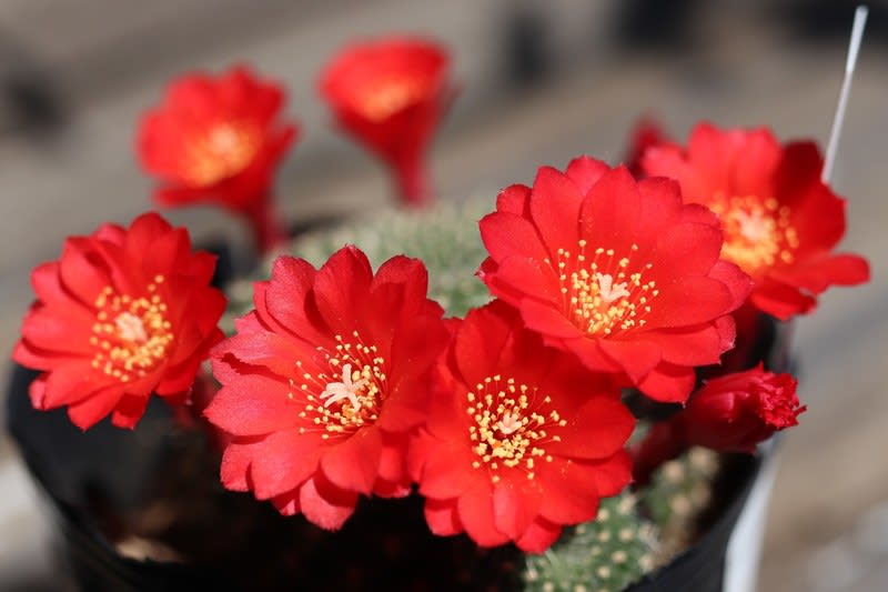 多肉 宝山の赤い花と シンビジュウム お庭の出来事２ つづきです