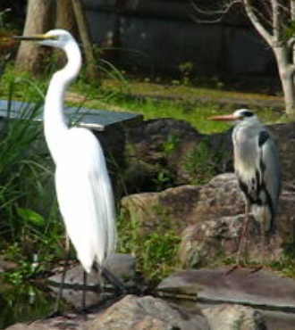 080402heron1