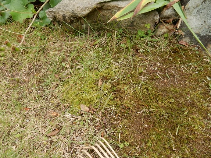 南側の芝生は苔しか無いです キキワンと老後を楽しく O