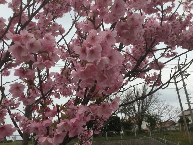 サクランボの花のような桜が満開です 建材経営奮闘記