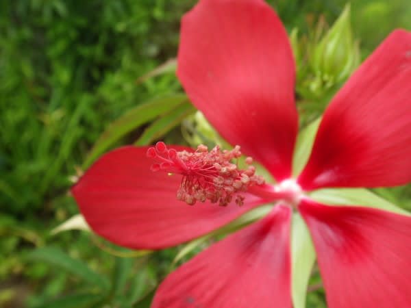 モミジアオイ ハイビスカスに似たこの花は10月21日の誕生花 Aiグッチ のつぶやき
