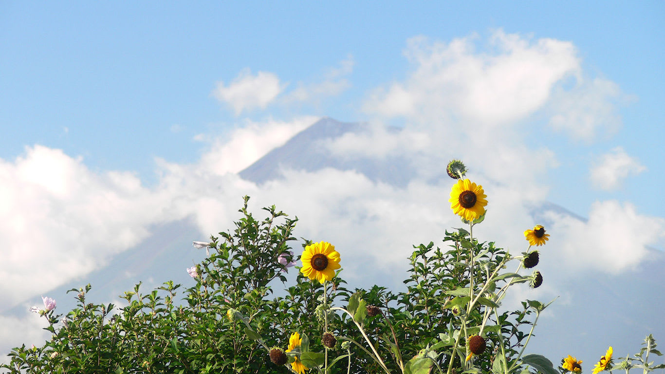 夏の花と富士山 パソコンときめき応援団 壁紙写真館