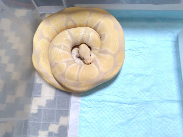 蛇ってそれ程 とぐろ 巻いてないかも 家の子だけ ゆうちゃんの なんだっちゃない話