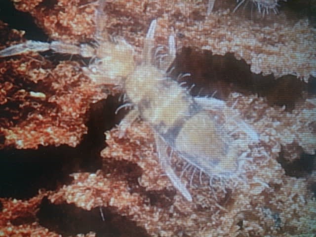 トビムシ類の生態と防除について 害虫駆除のブログ 有限会社 タマケアビジネス