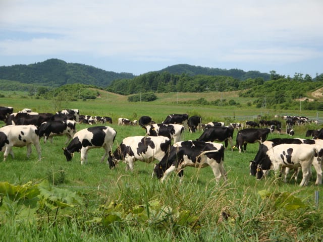 北海道　牛くん達