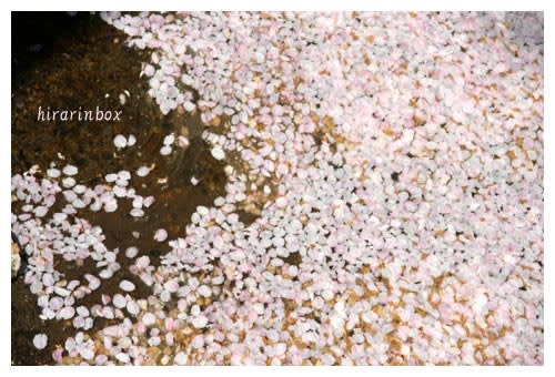 水面の桜