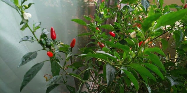 ベランダのアヒー 虚空を観じて