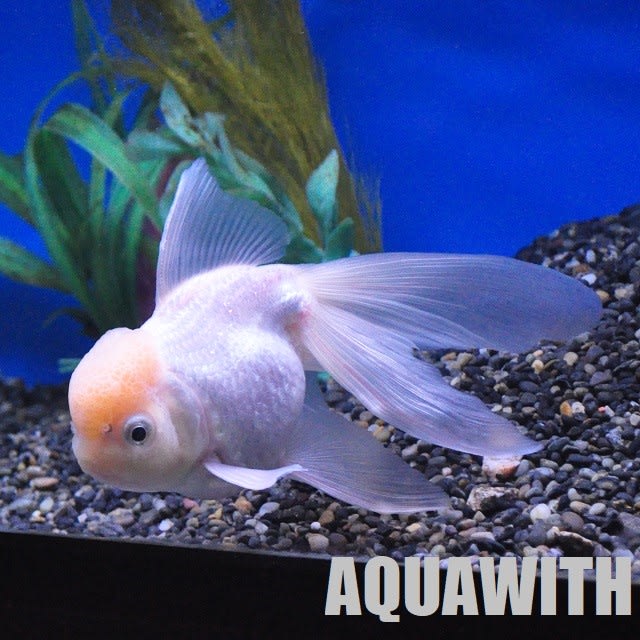 ホワイトオランダシシガシラ アクアウィズのオススメ 熱帯魚 ホワイトオランダシシガシラ アクアウィズのオススメ 熱帯魚