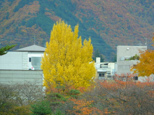 松本市立博物館の南側に植えられている公孫樹の木の黄葉