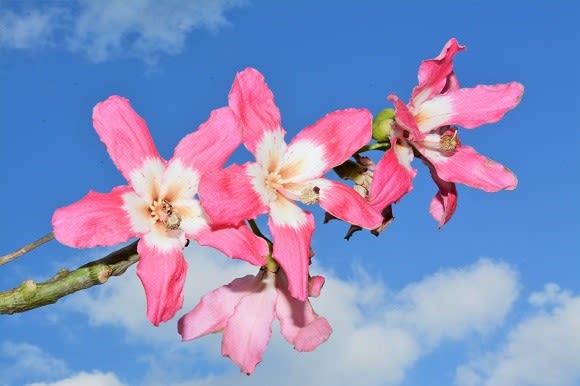 日が射すと蜜を求めてチョウが舞う 錯乱坊の彷徨える日々