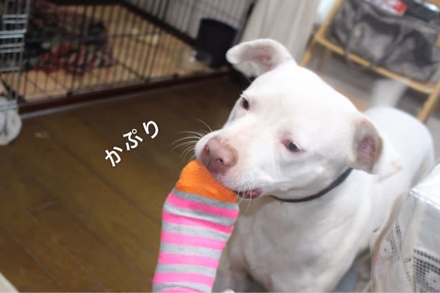 足を噛む噛む ポニョちゃんとキナコちゃん 時々薔薇と猫