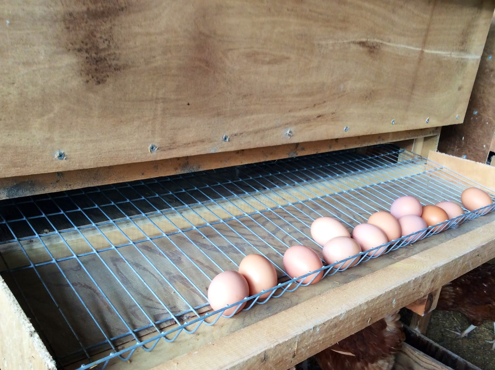 産卵箱づくり 蓮ヶ峯農場の平飼い卵
