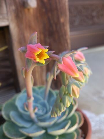 エケベリアの花