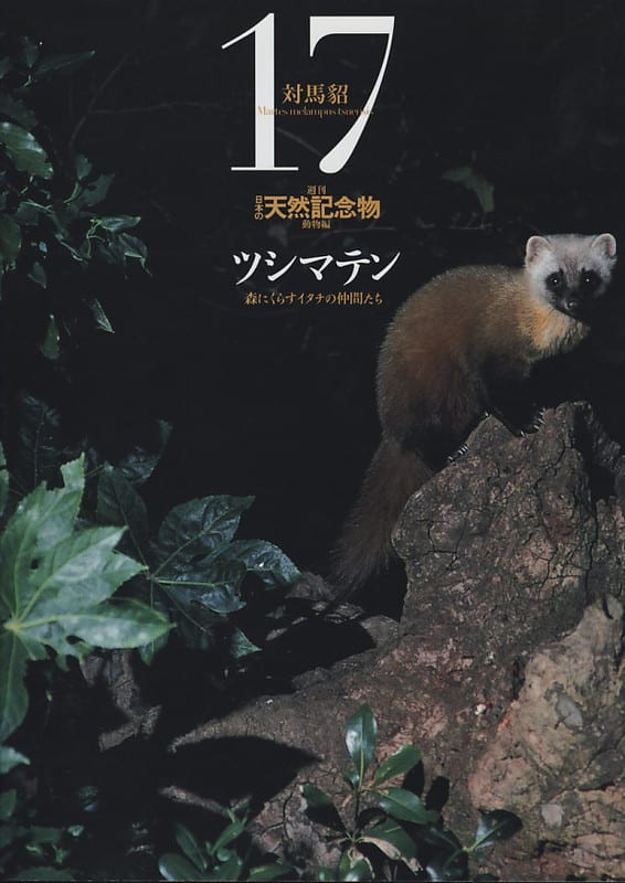 週刊日本の天然記念物・動物編１７．ツシマテン - 人類学のススメ