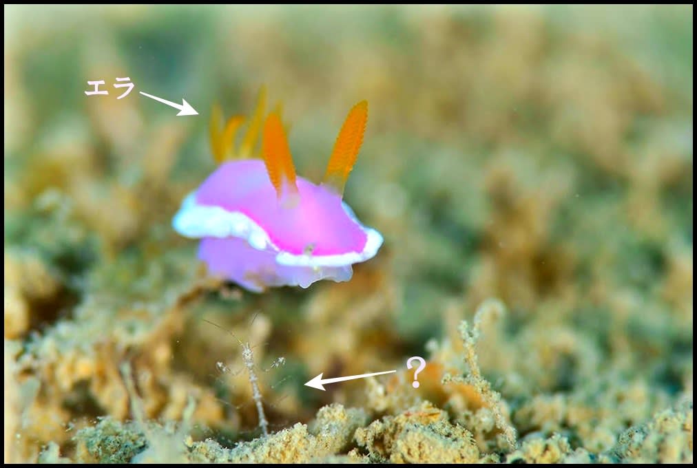 海の中の生き物たち シンデレラウミウシ フォトログ