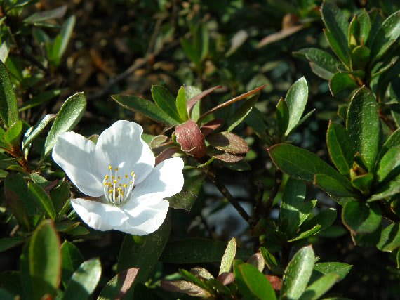 躑躅桜 惑い星に花と緑