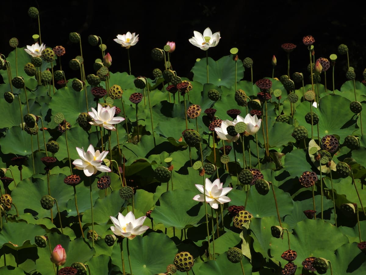 まだまだ、蓮の花が見られます！の画像