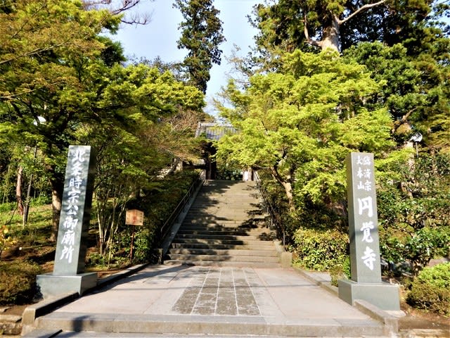 2020 4 4 北鎌倉円覚寺の桜 今日のころころこころ 2020 4 4 北鎌倉円覚寺の桜 今日のころころこころ
