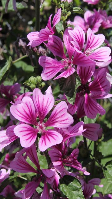 コモンマロウ スマホ壁紙 A子の花園