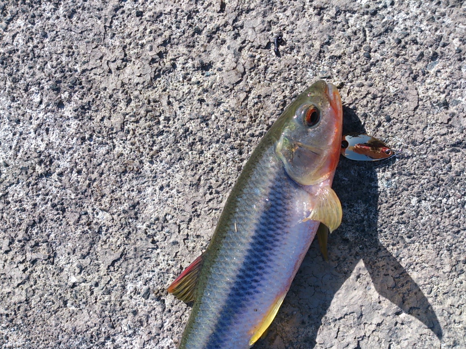 晩秋 ハヤ ウグイどうかな 菜園日記