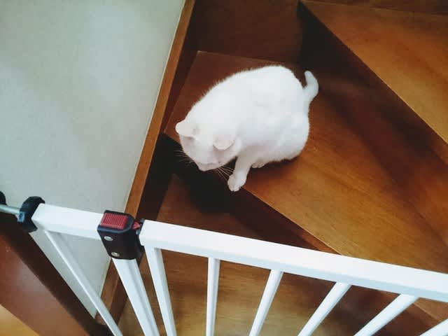 階段の柵から出れニャいニャう。 - 白猫 日刊ミルコ