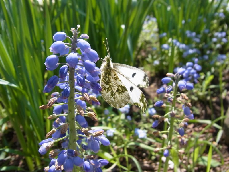 春の花と蝶々 いつもiらしく 春の花と蝶々 いつもiらしく