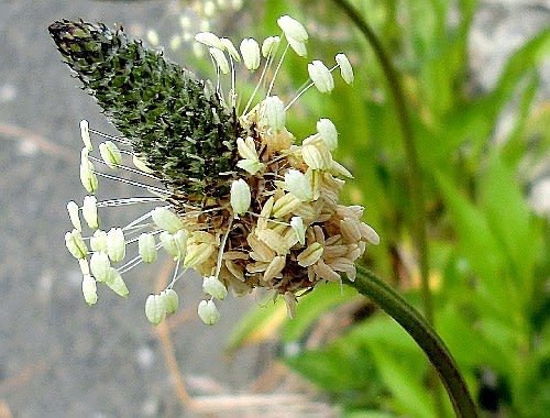 花と徒然なるままに 18ページ目