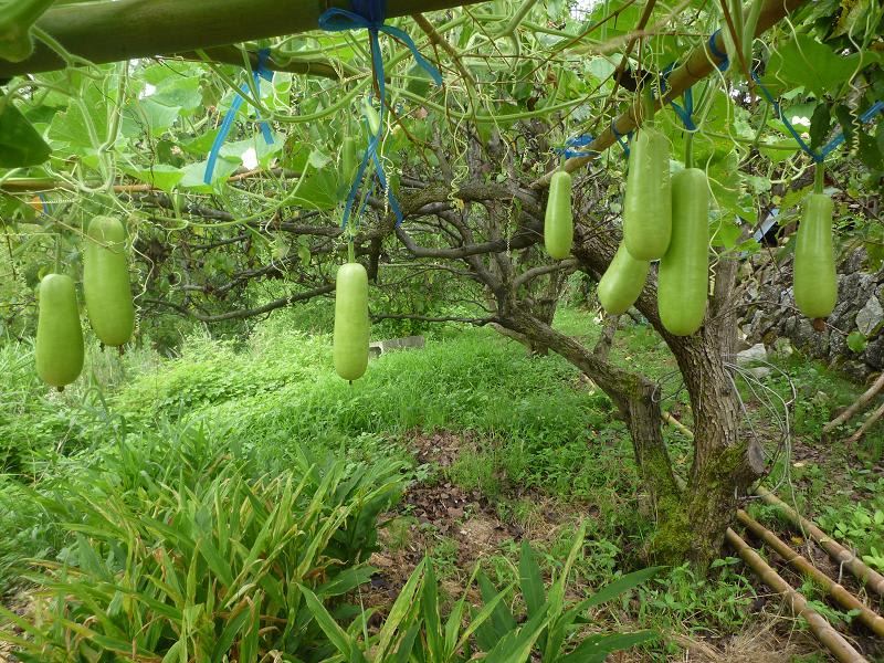 大和芋と夕顔 観葉植物の栽培desu