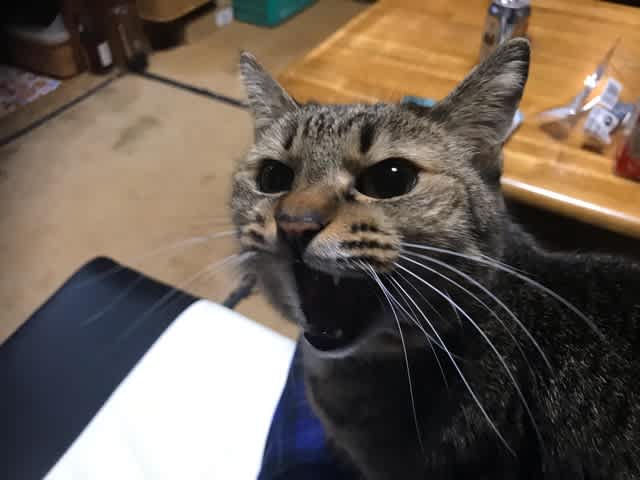 アホ猫 マサポンの のほほ ん アホ猫 マサポンの のほほ ん