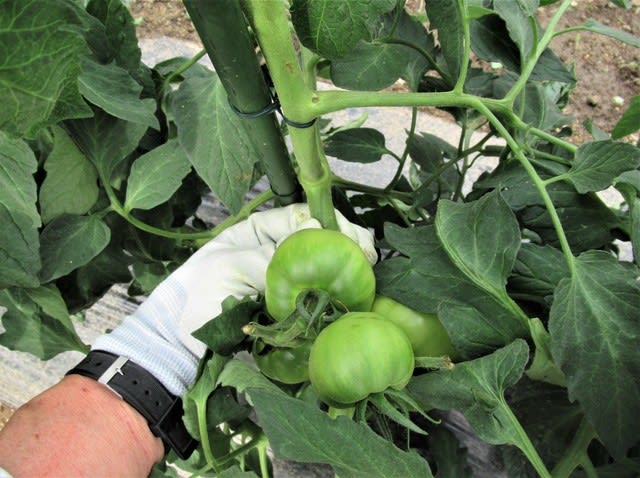 トマト連続摘芯栽培 １回目の捻枝 里山悠々録