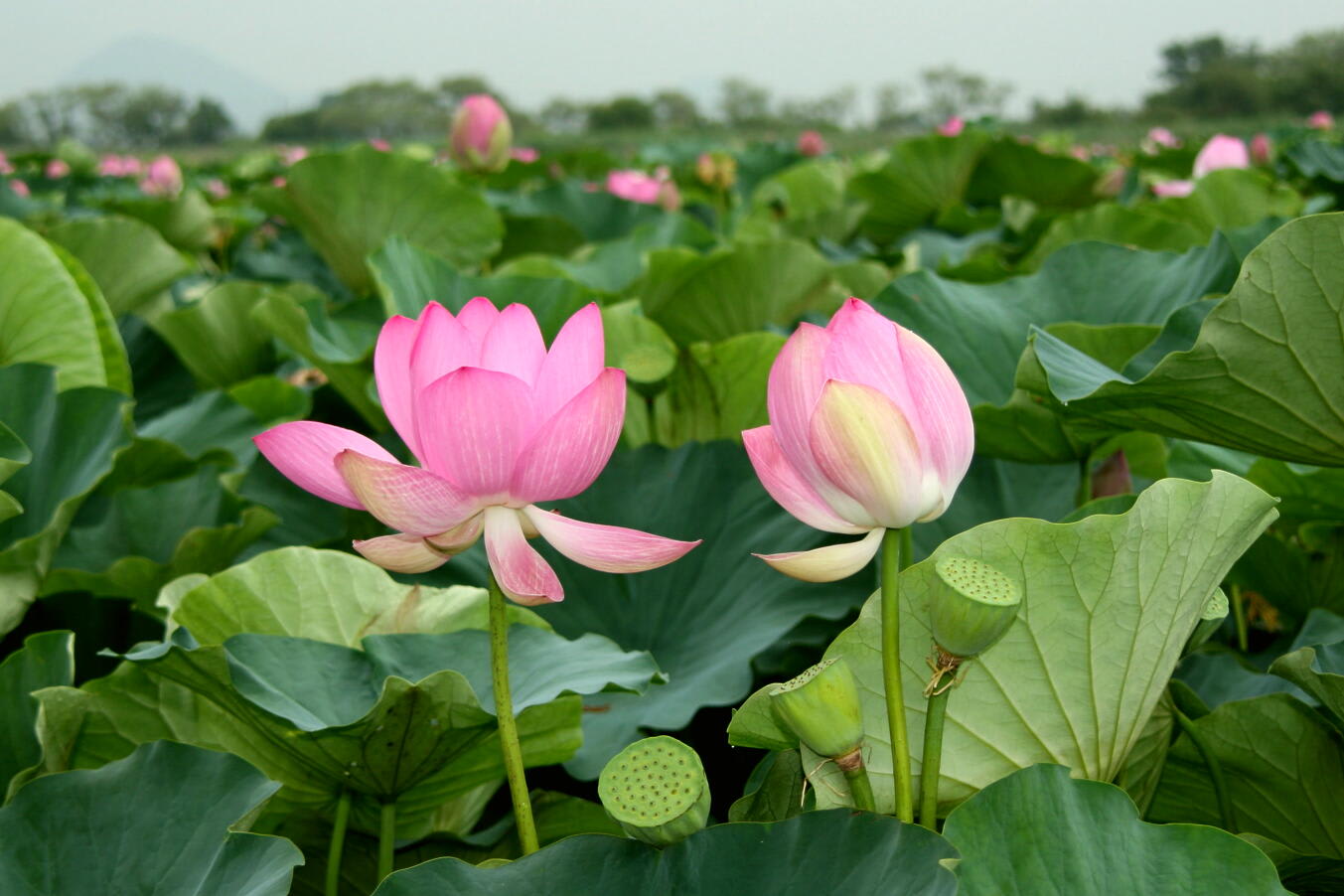 琵琶湖のハスの画像