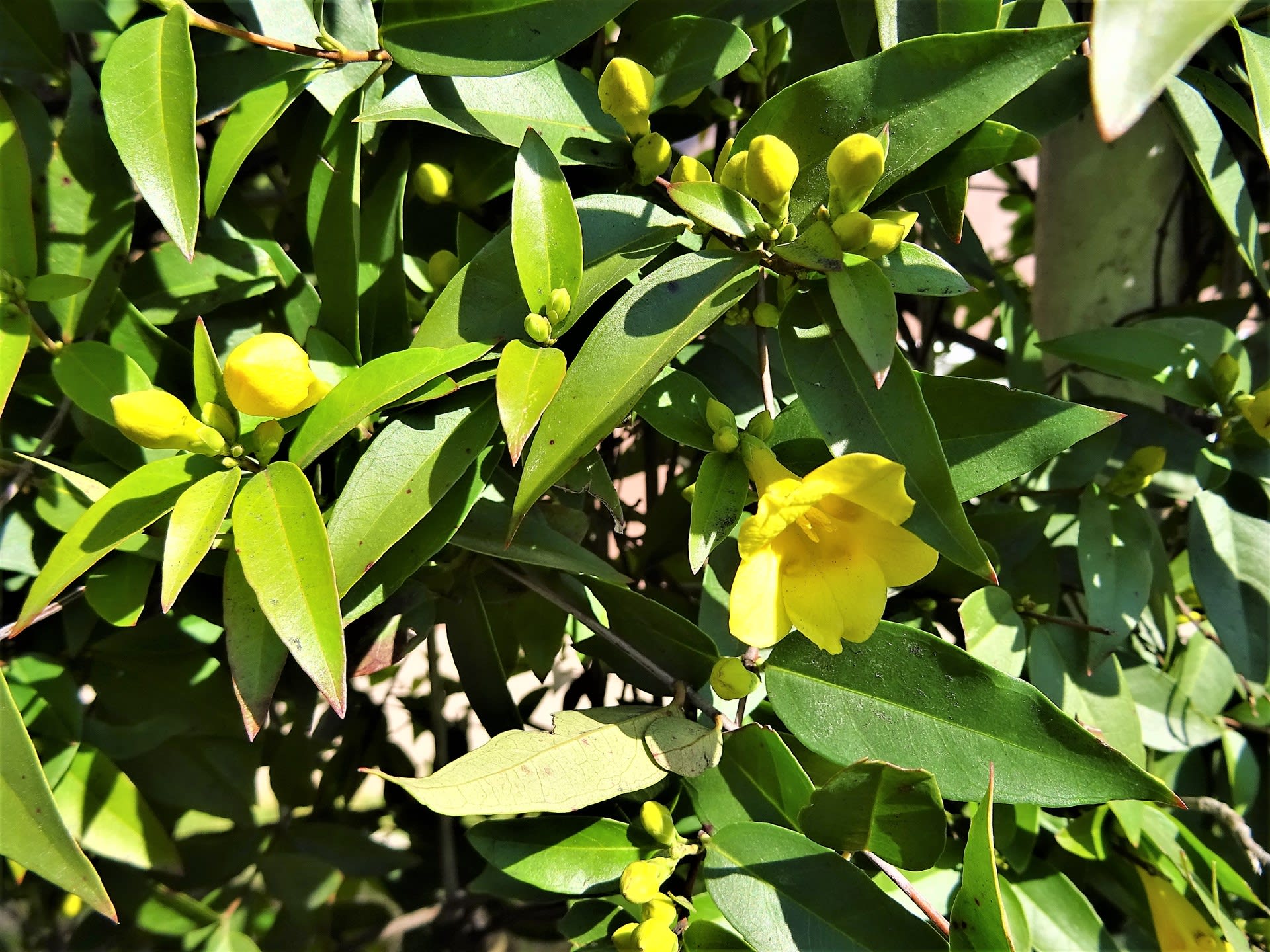 カロライナジャスミン お花や日々の出来事を