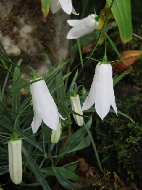 純白の釣鐘型の花をつける イワシャジン 白花 箱根シリーズ 064 野の花 庭の花