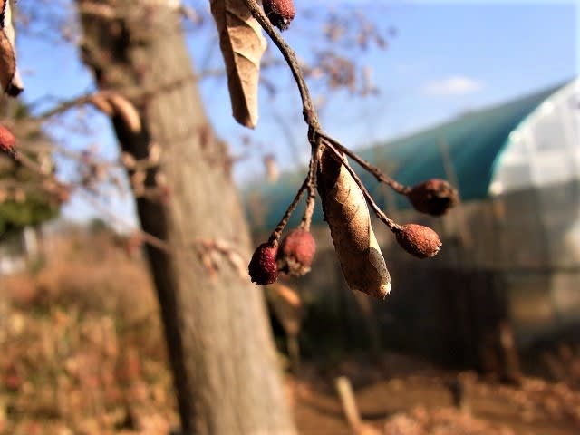 カマツカ 鎌柄 の実 れんげの画像日記