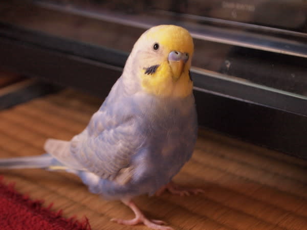 フジ坊の激太り 鳥バカ日記