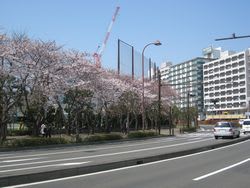 小川町の桜