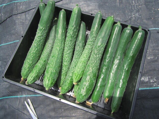 キュウリ のブログ記事一覧 大好き 野菜の時間 キュウリ のブログ記事一覧 大好き 野菜の時間